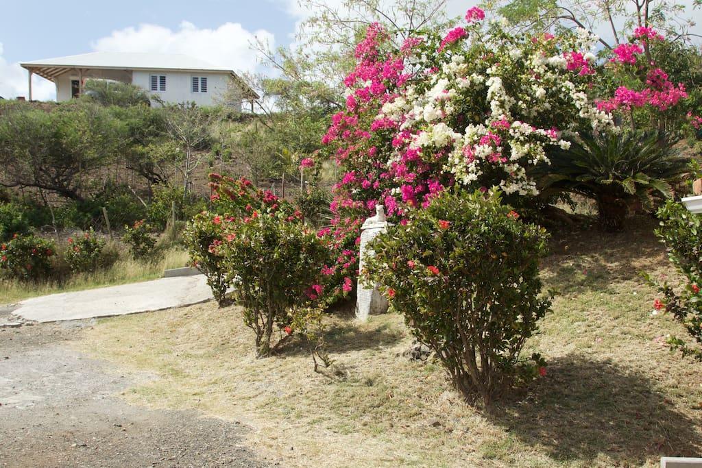 Appartement Vacances Goyave Cap Chevalier Eksteriør billede